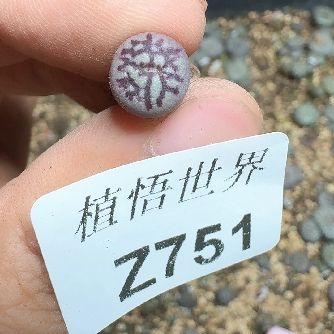 洛*751号多肉植物哇g g g