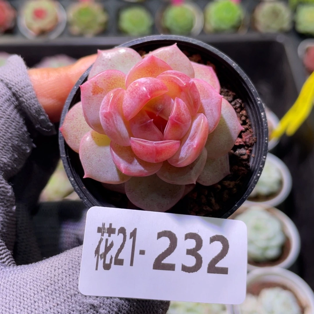 花利美21-232珍妮