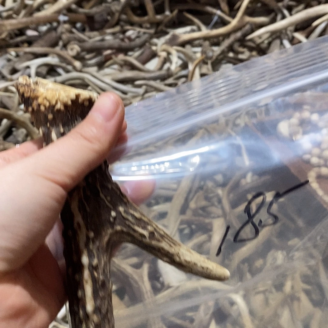 瑩***児非金属鹿角鹿角鹿角