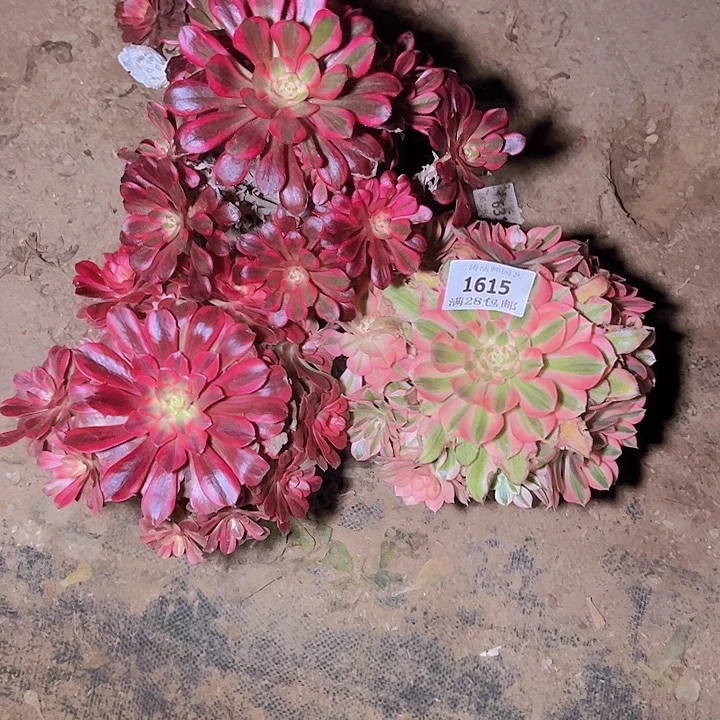 归*1615三颗多肉植物老桩