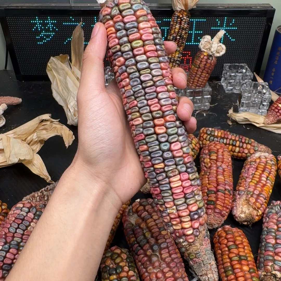 柏香籽/百香籽吊坠鑫*多