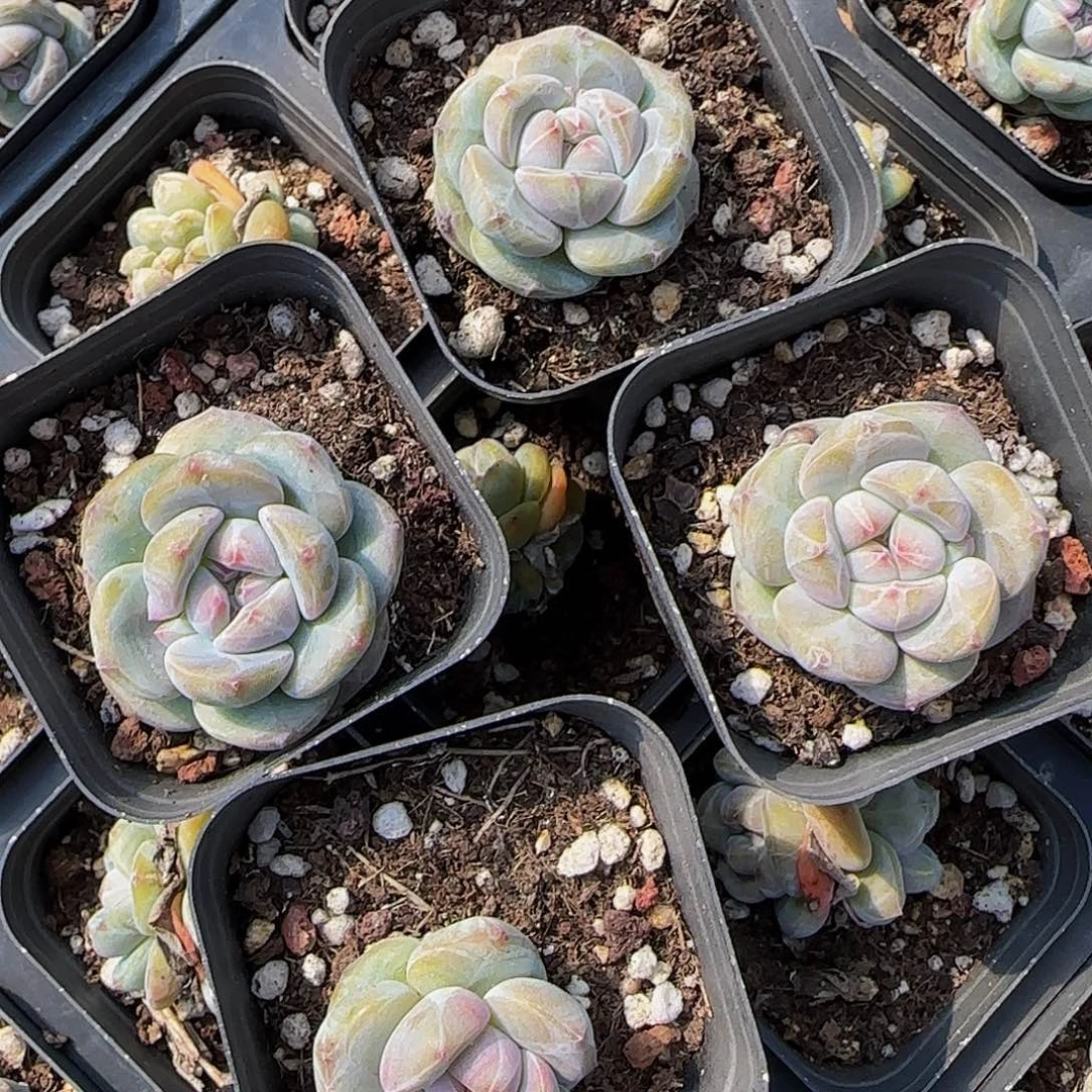 9颗一组圆脸星影特价福利（4公分左右