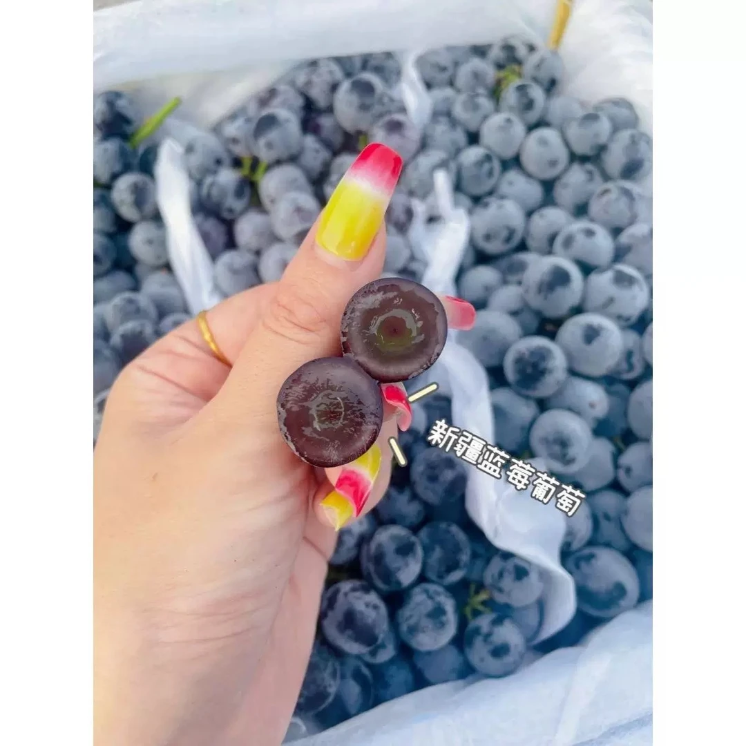 正宗新疆蓝莓葡萄当季新鲜现摘吐鲁番无籽黑提子孕妇水果