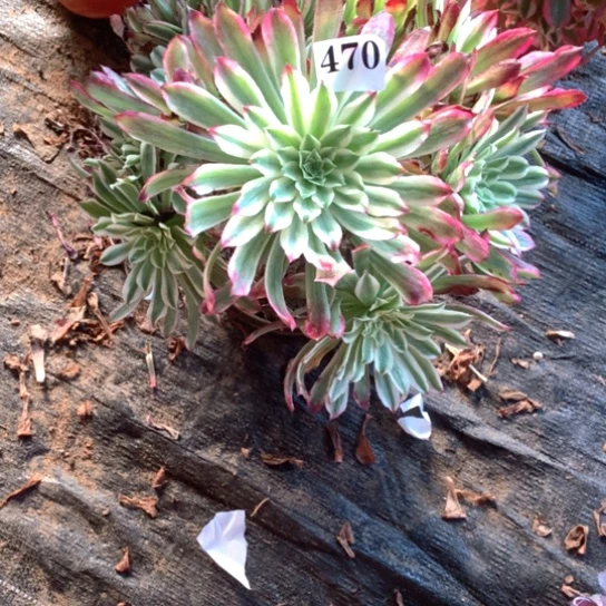 多肉植物仙墨470
