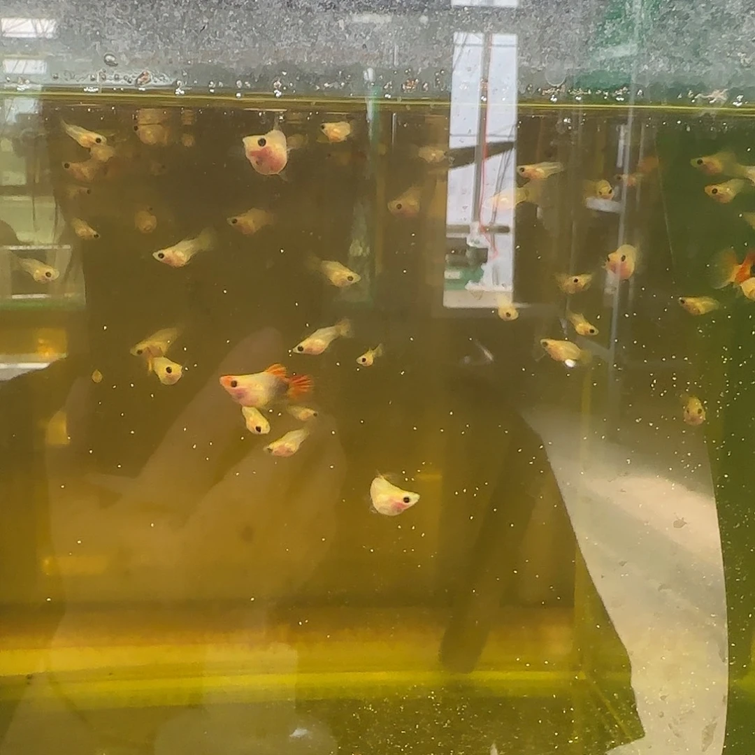 孔雀鱼福利玻璃猫苗10条随机