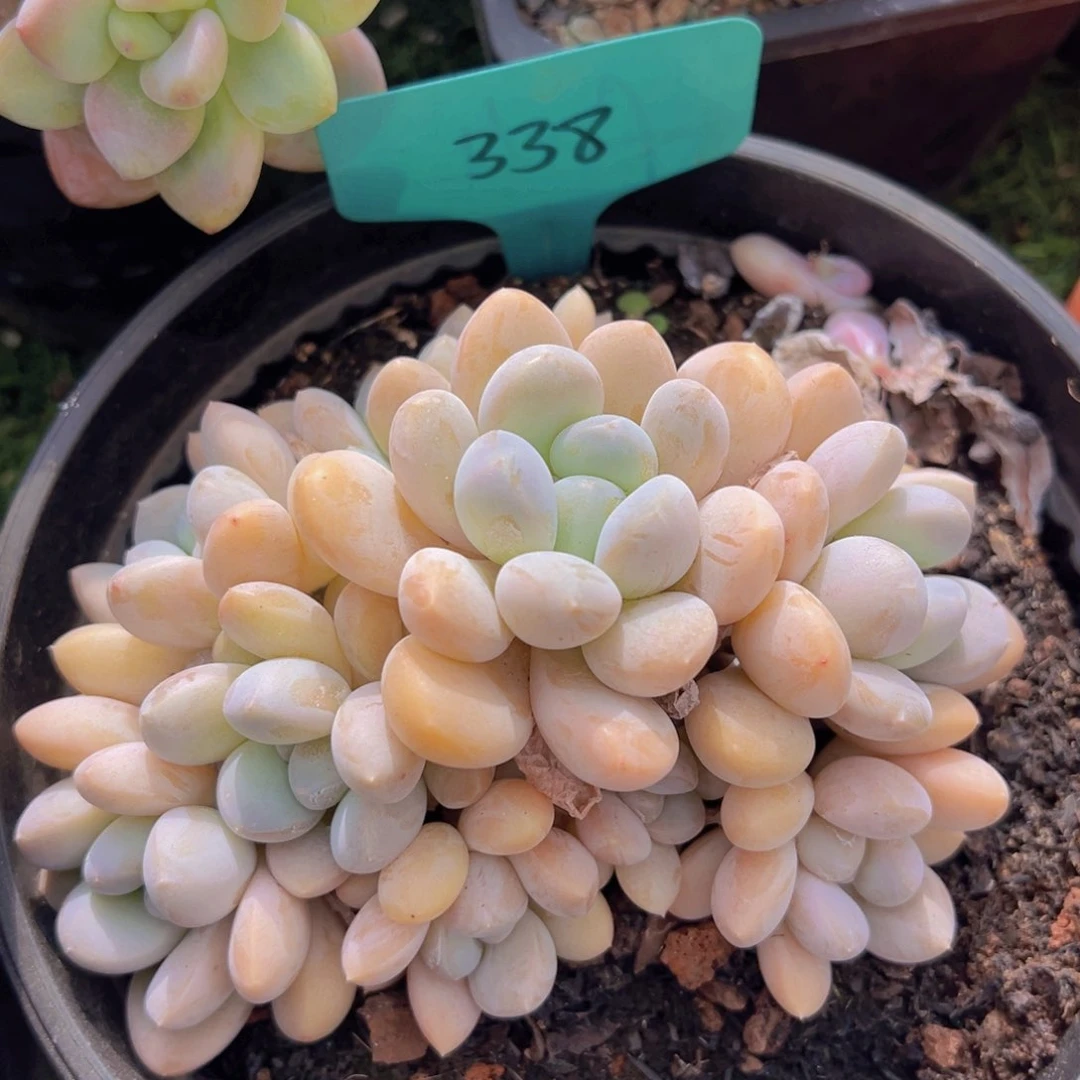 香玉的故事是一个人的故事吗