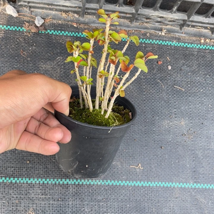 无花朵紫*鸟盆栽盆栽