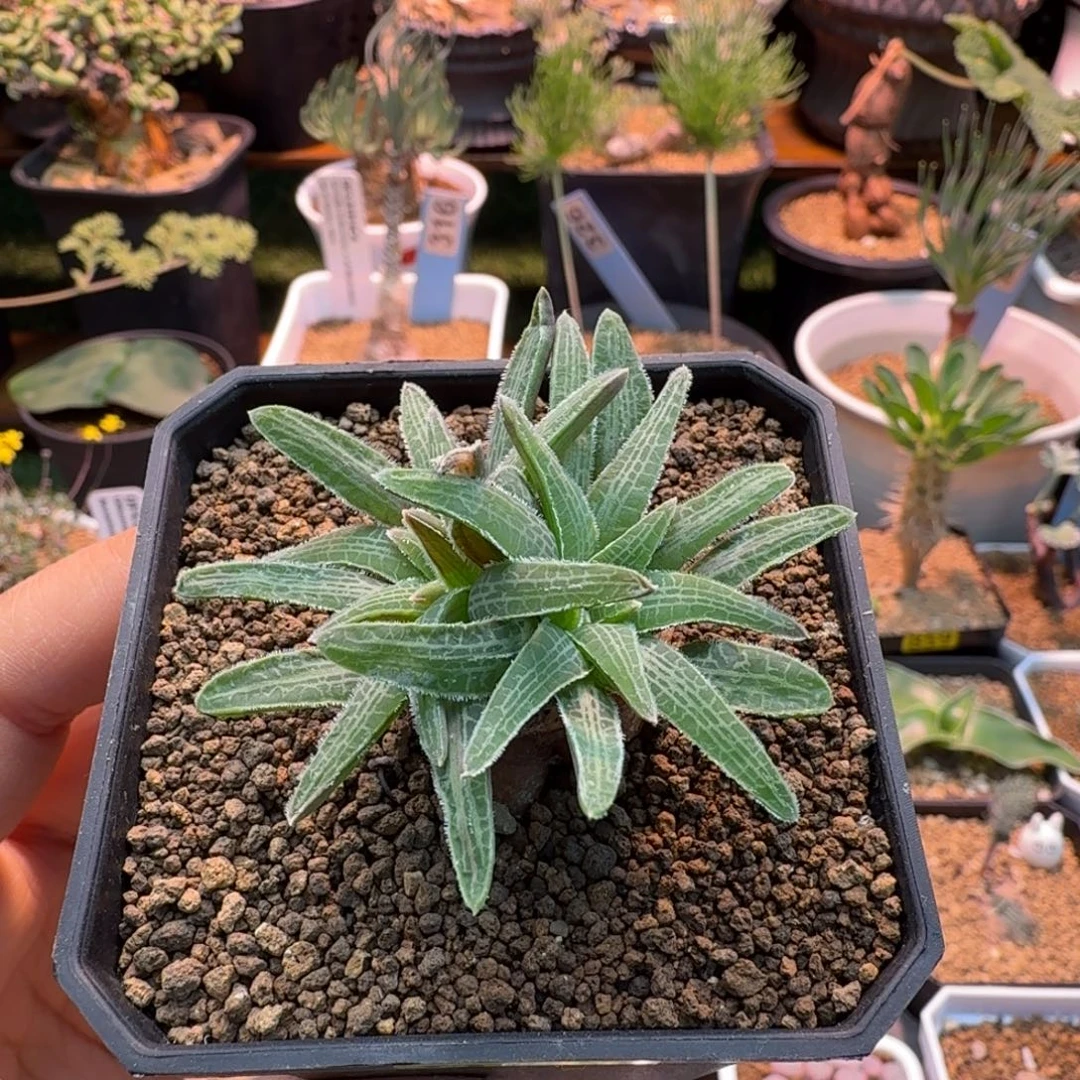 块根寿963 仙人掌