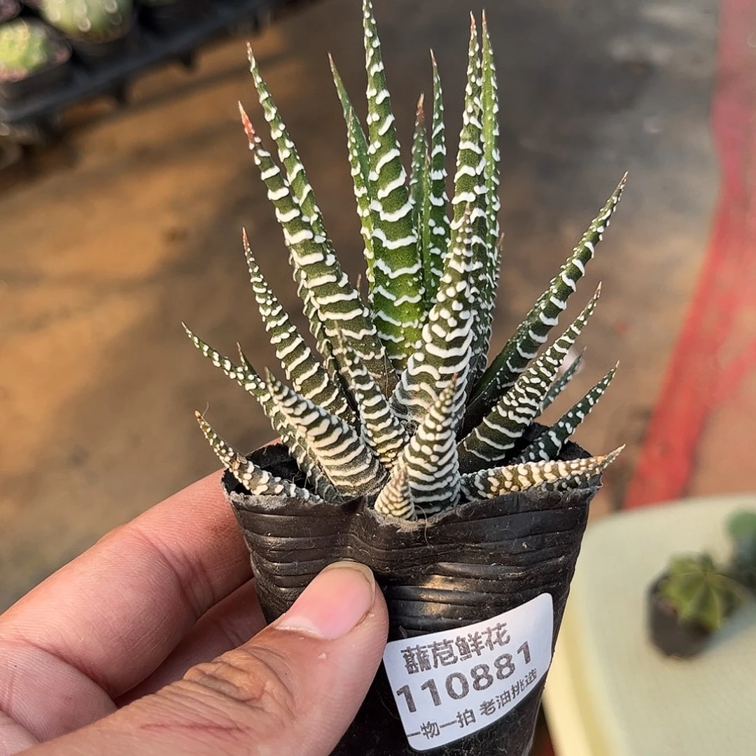 110881一物一拍单头