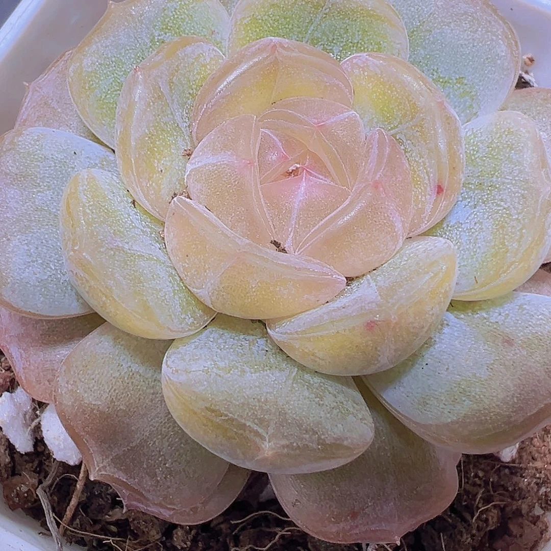 8角盆精品单头彩恋19包邮