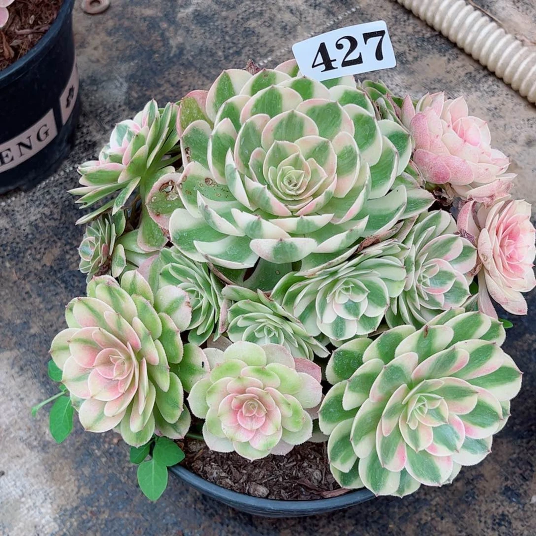 无花朵守**福多肉植物半糖荔枝427