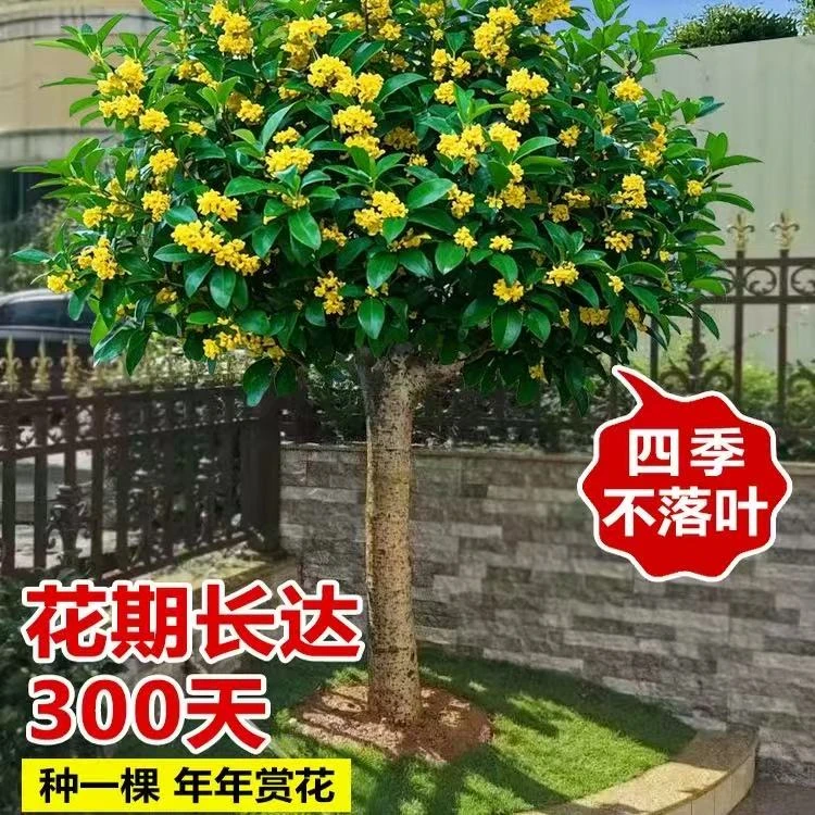 【一物一拍】嫁接桂花树苗金桂庭院地栽老桩绿植物大树耐寒花卉浓香