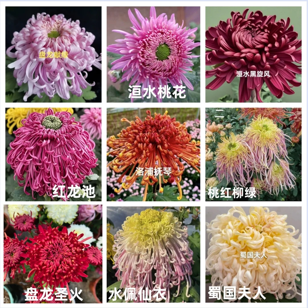 清棚福利【洛浦+桃花+献绿+黑旋风+红龙池+桃红+圣火+仙衣+夫人】