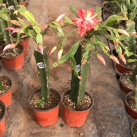 034+035嫁接蟹爪兰：日出+梅勒尔