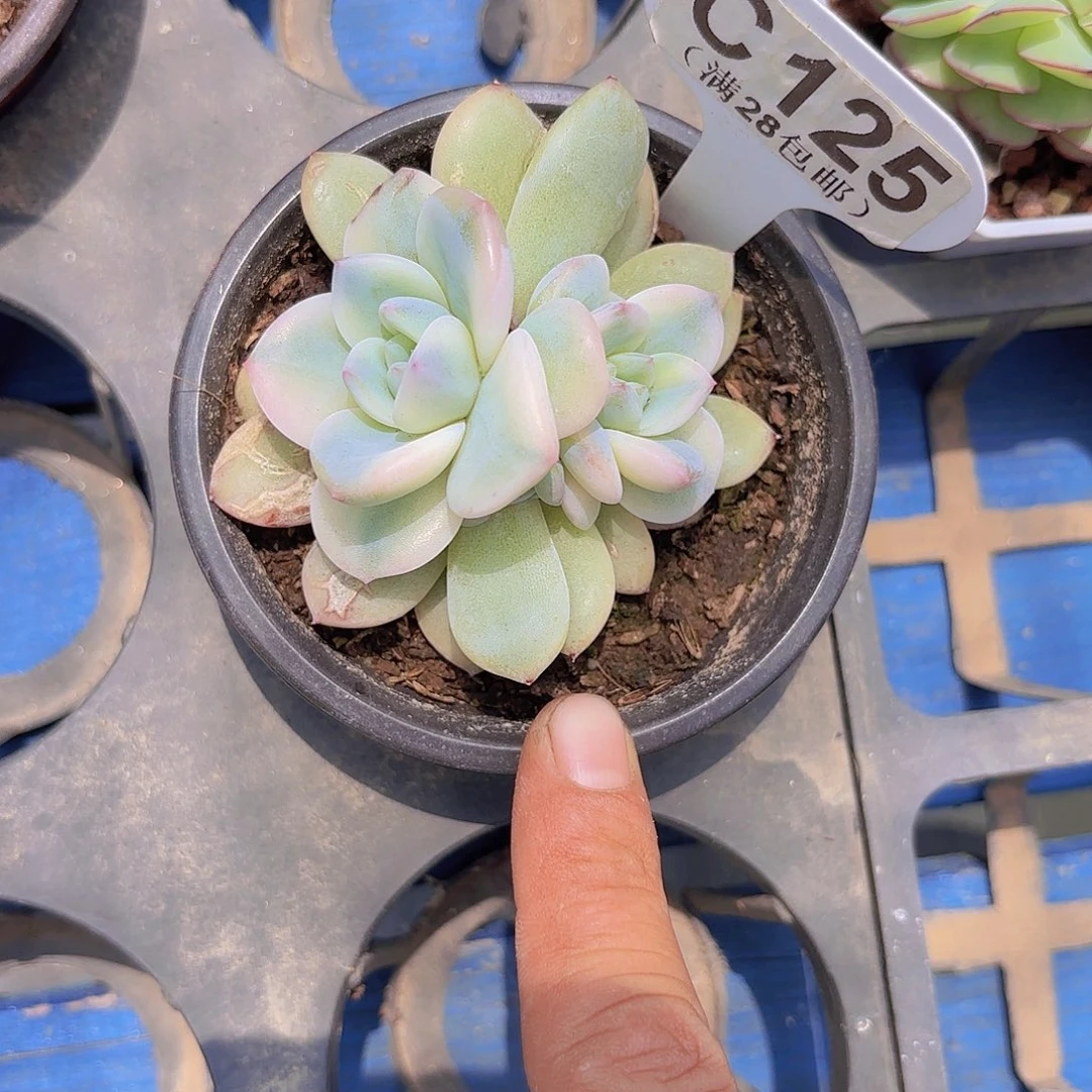 C125橙子锦一物一拍