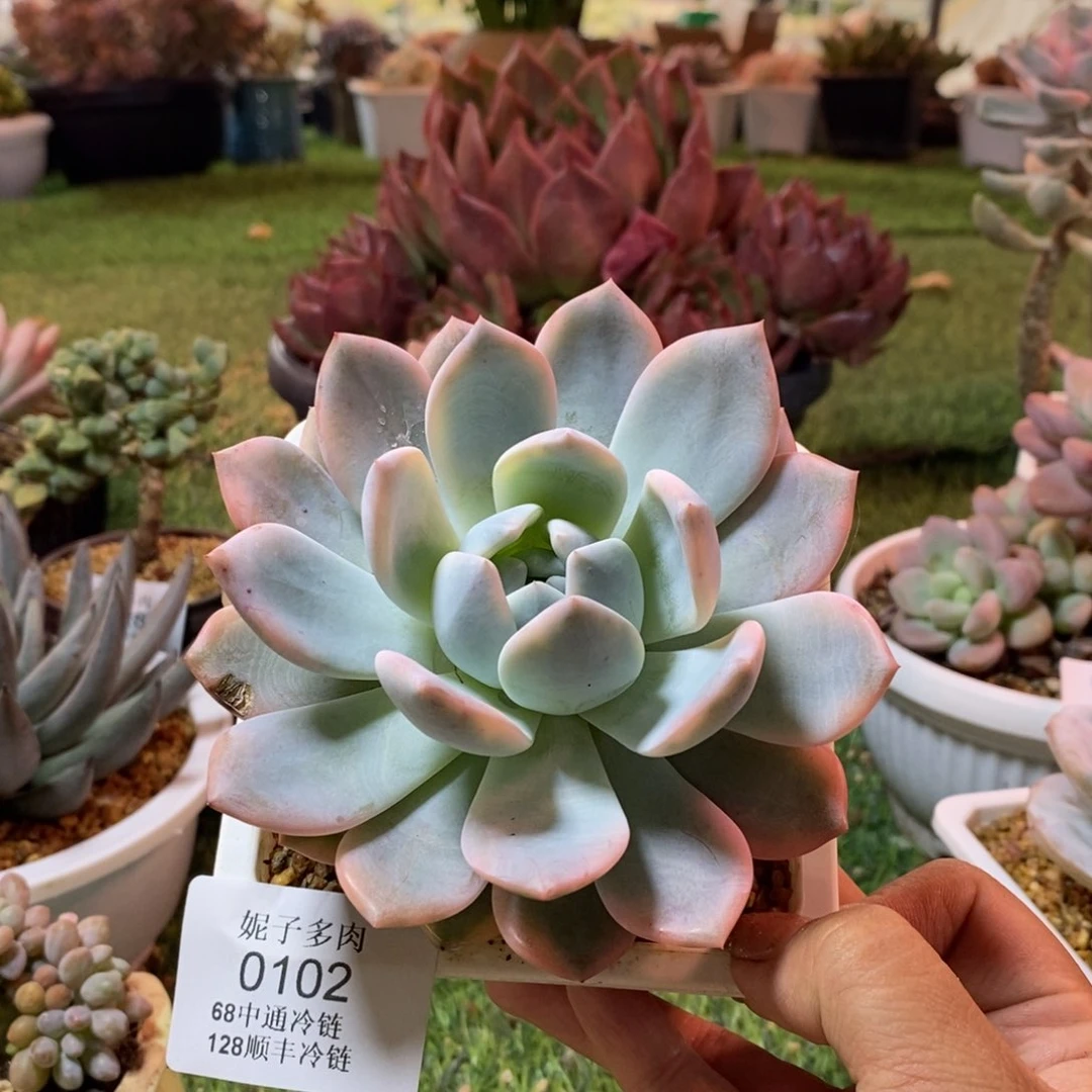 橙梦露锦0102asasaaas