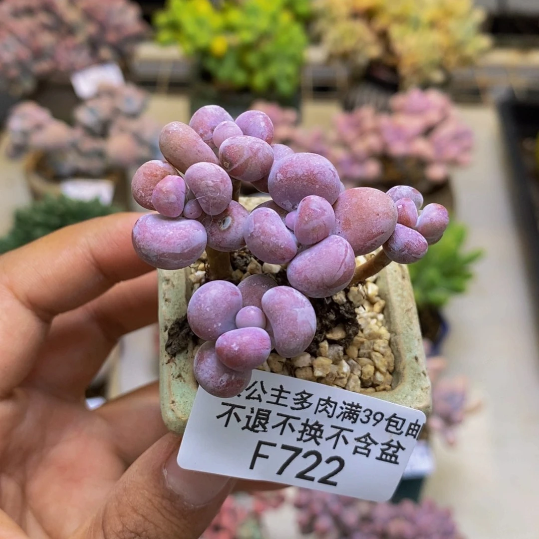 722奶酪多肉肉4cm