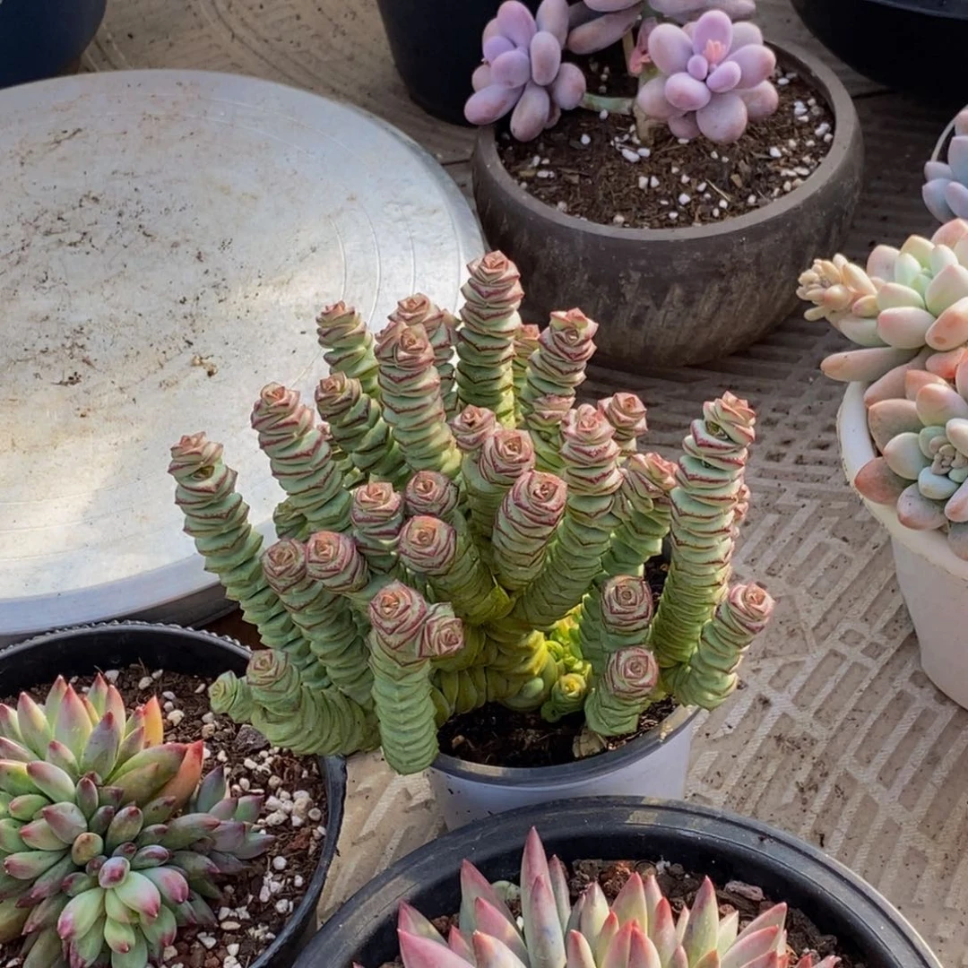 双****n48包邮一物一拍多肉植物