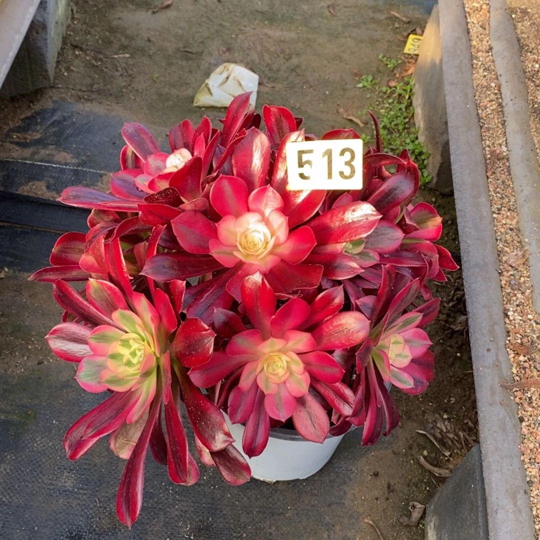 美杜莎从林多肉法师513