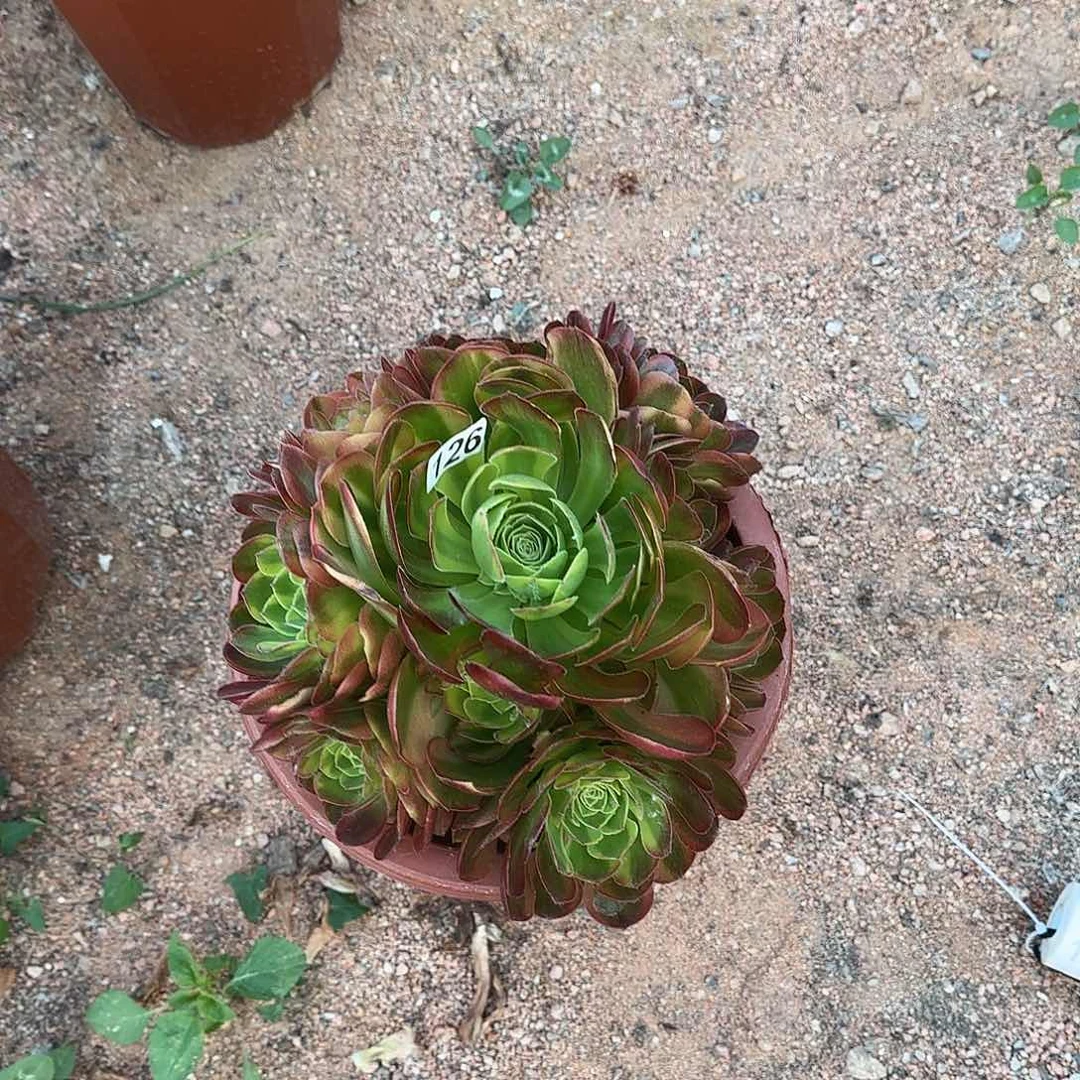 多肉植物奶白126