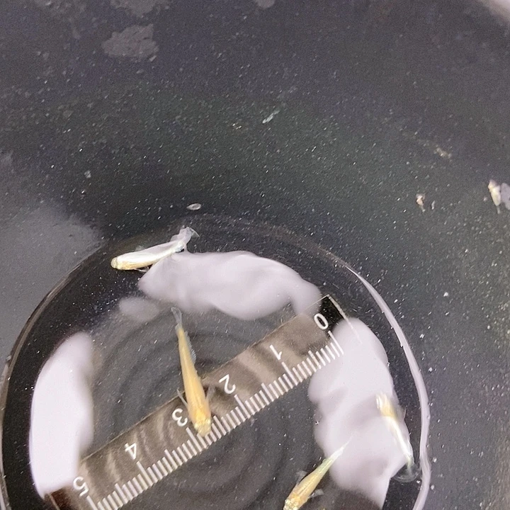 青鳉鱼3条金龙苗子加一个无磷44号