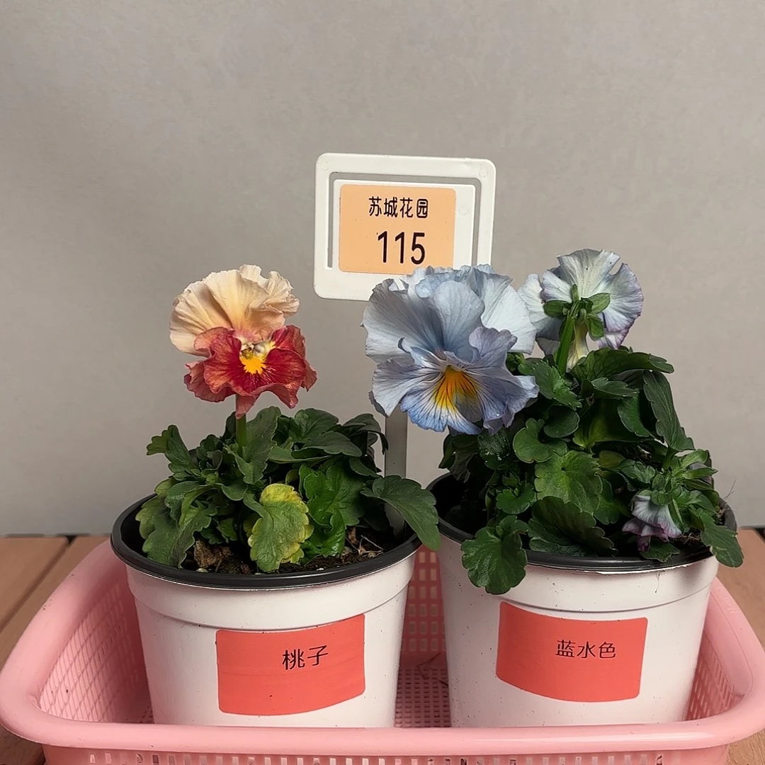 大部分开放少量花苞115