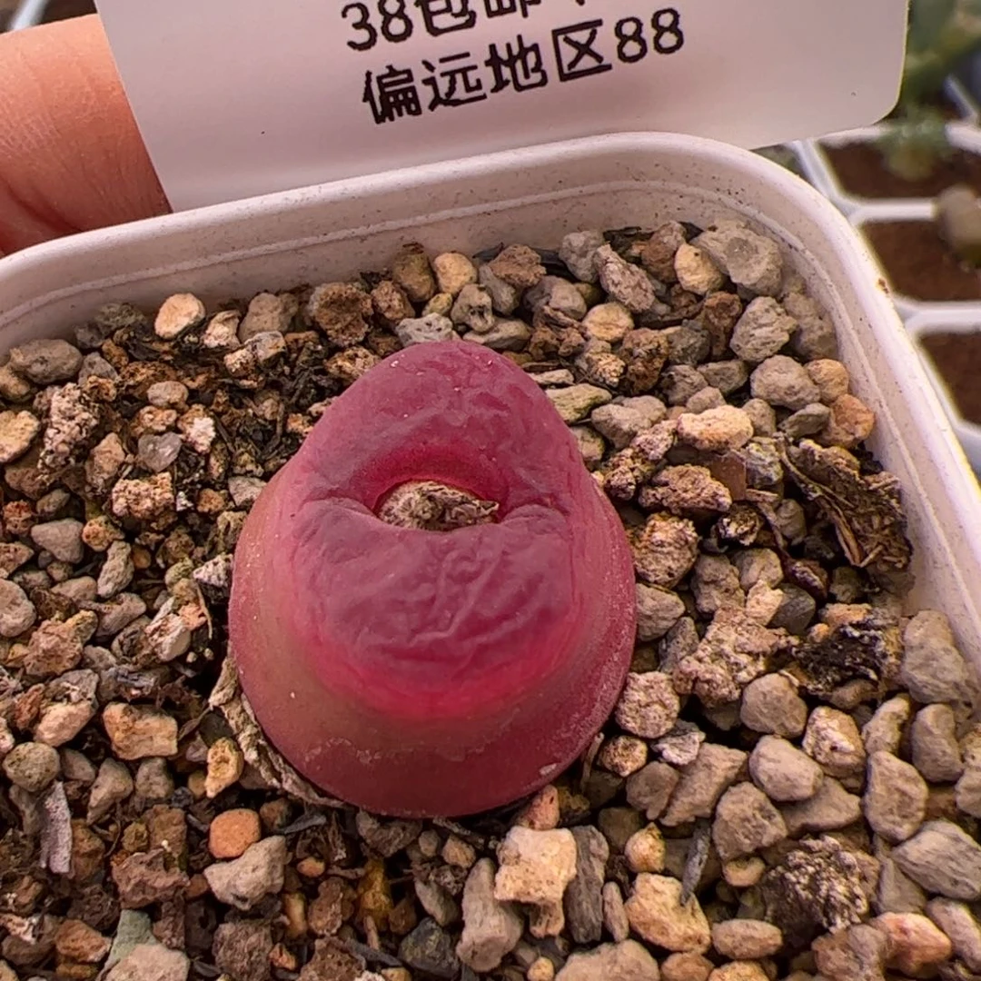 鱼*439号毛2.10多肉