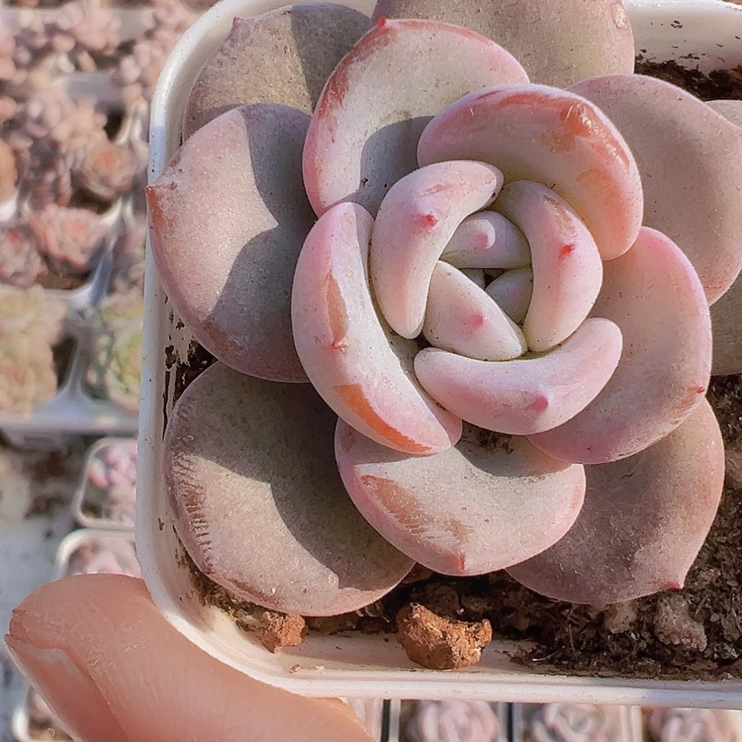 韩版奶茶2盆19包邮多肉植物