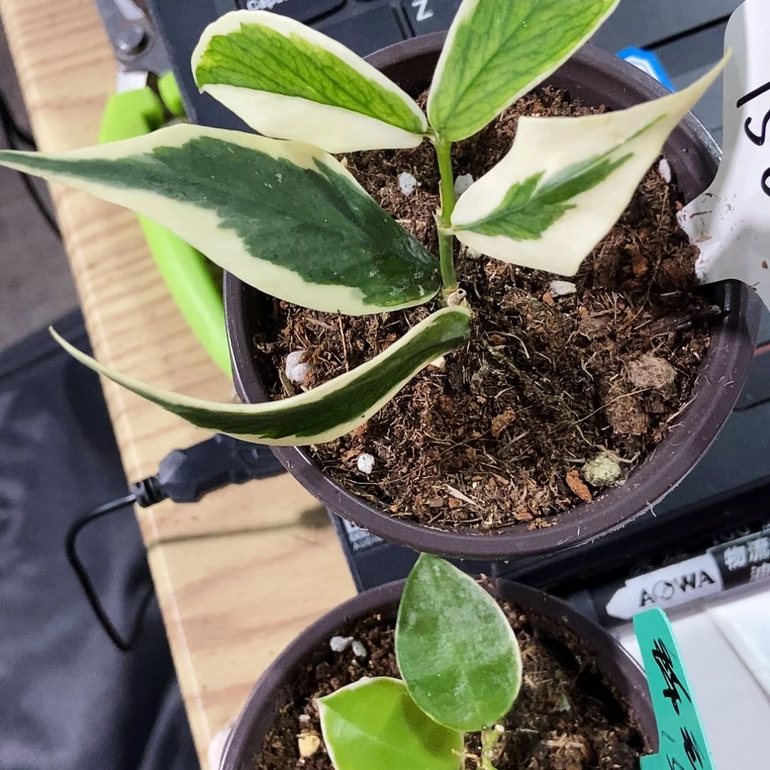 完全开放鱼尾35、阿萨米15