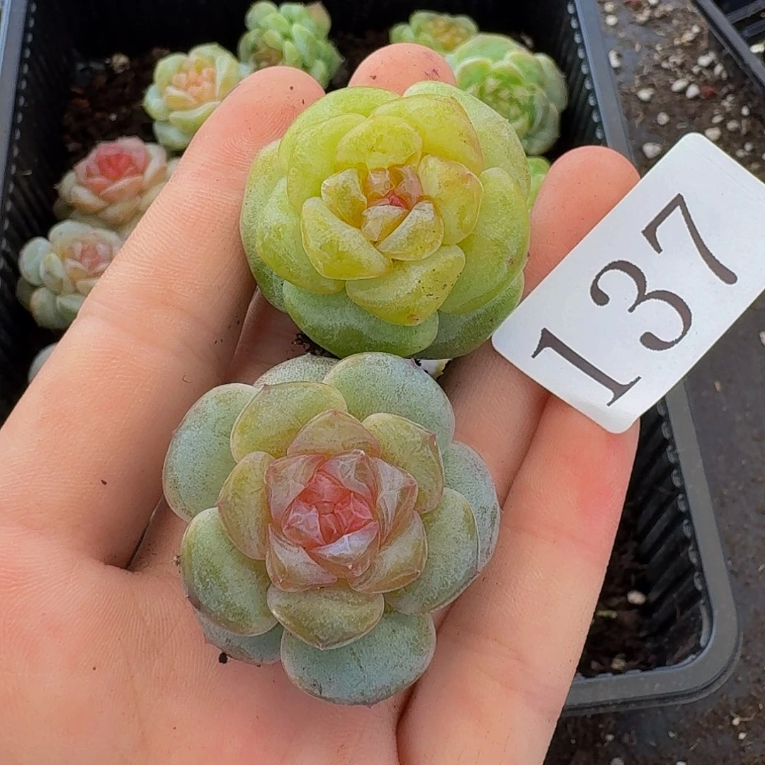 唯**年多肉植物多肉植物137