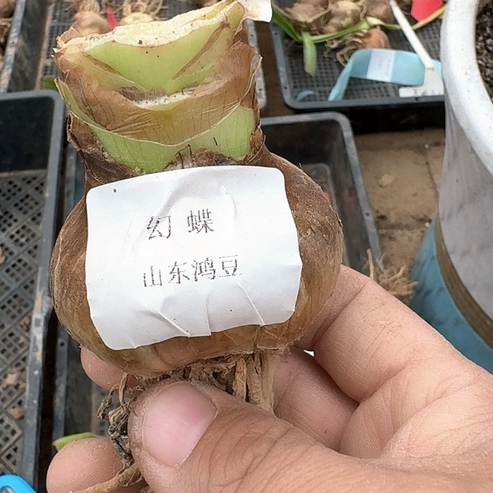 当前无花朵，栽培后可花朵じ***你幻蝶