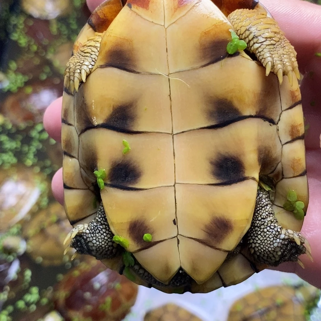 不分公母绿毛龟张*聪