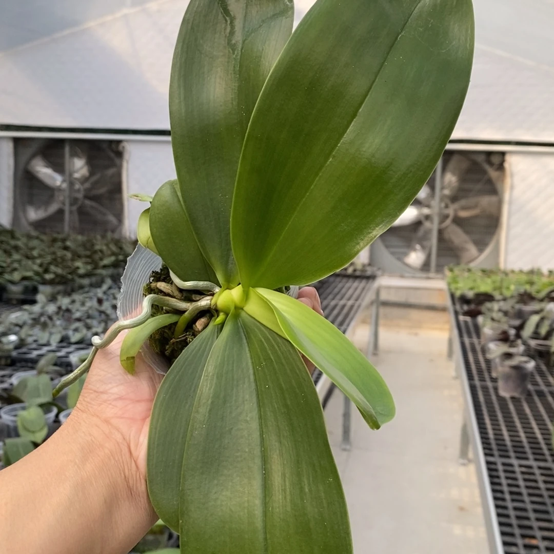 当前无花栽培后可以开花