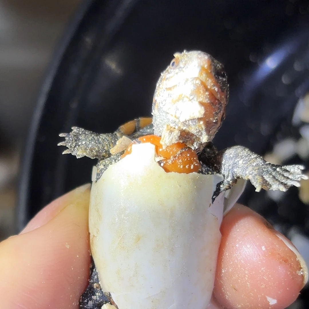 不分公母蛋龟全品小种