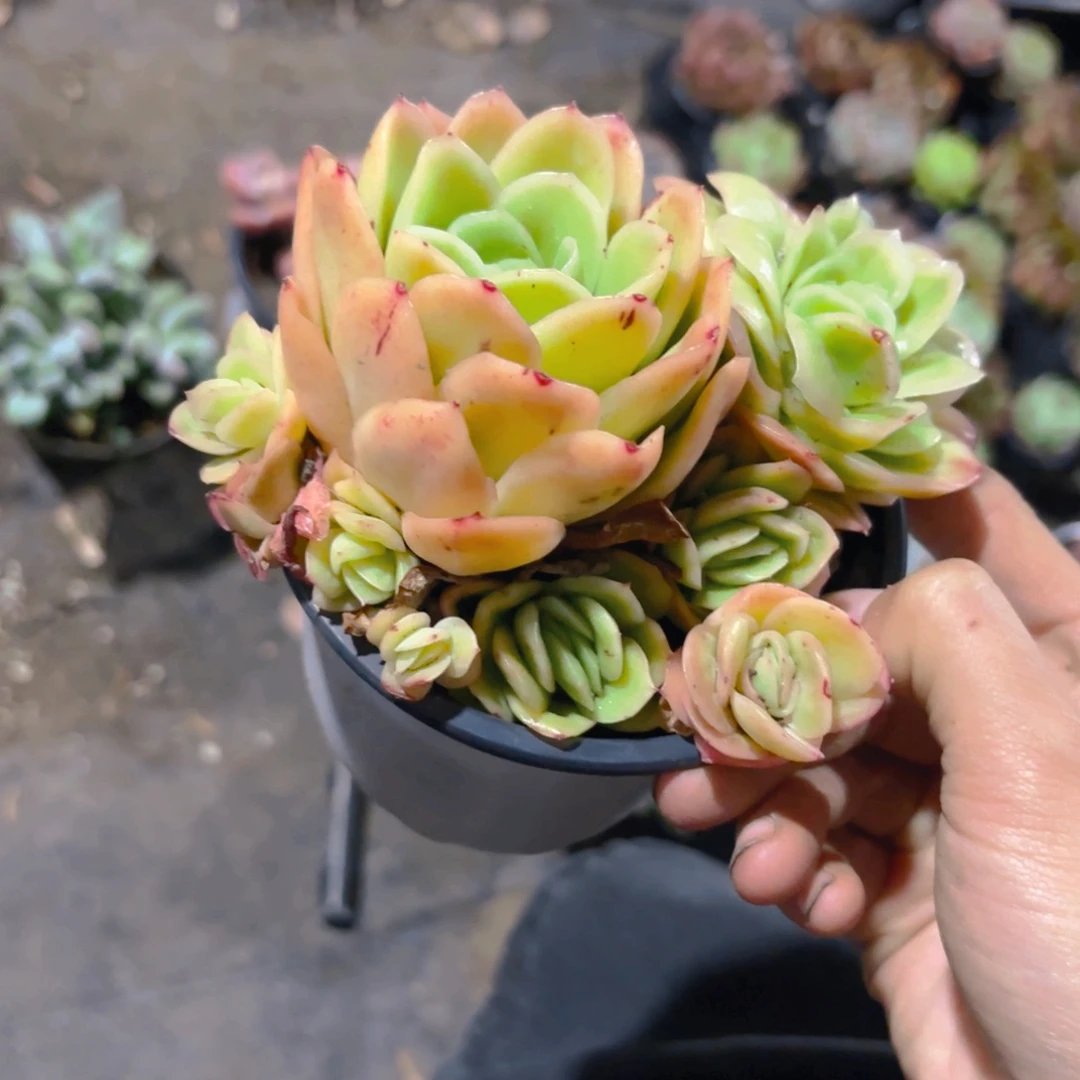 冰玫瑰锦新疆包邮11cm