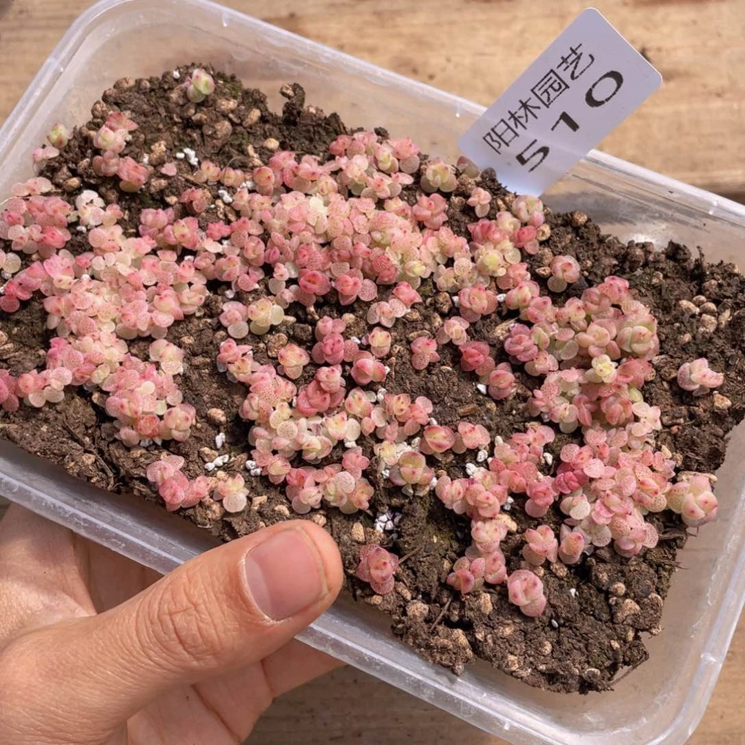 多肉植物多肉植物510