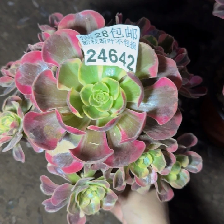 24642南凤冠不包断枝