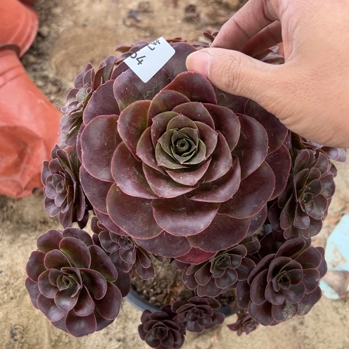 魅金玫瑰手捧多肉植物364