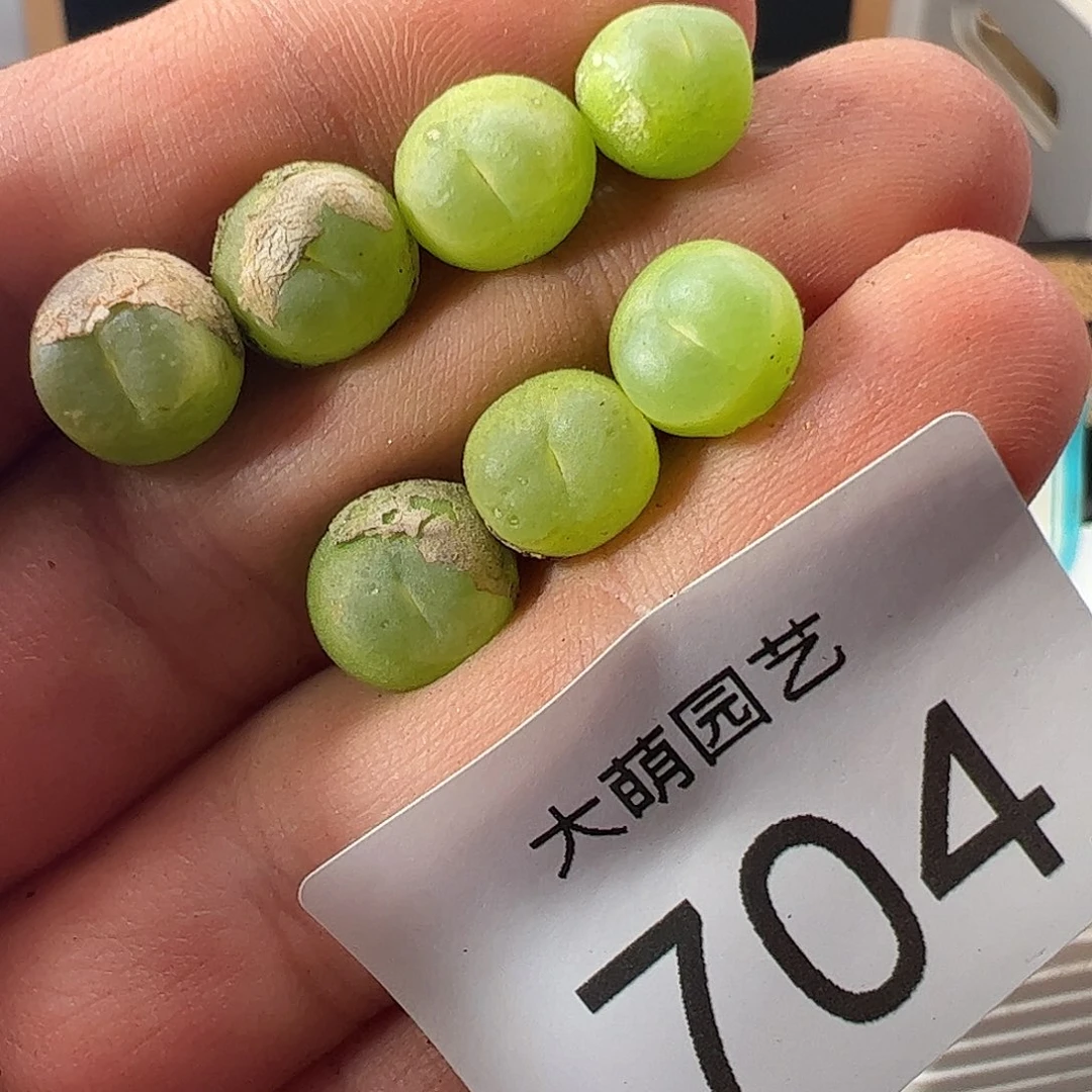 0000704一物一拍微瑕福利