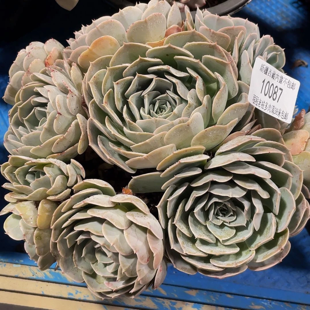 六***?天赐10087多肉