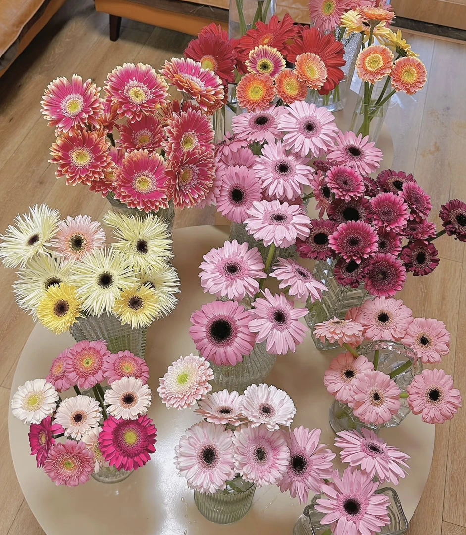 6支拼色非洲菊 弗朗花