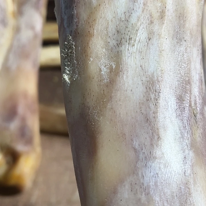 龙***庄yyhu整个前腿前腿前腿