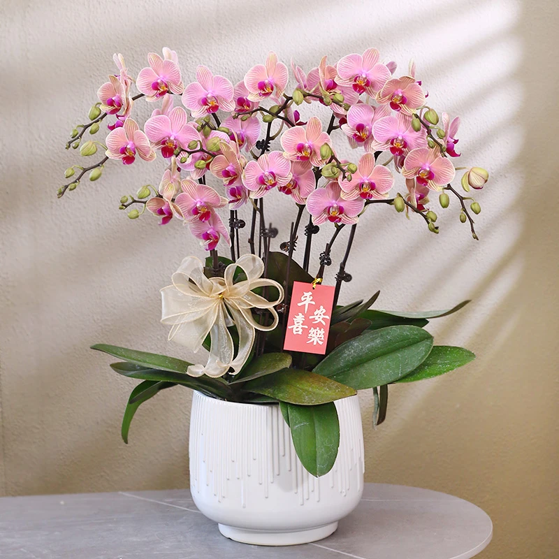 蝴蝶兰【樱花公主】香槟粉色带花带盆组好送礼茶桌婚礼客厅美化装饰