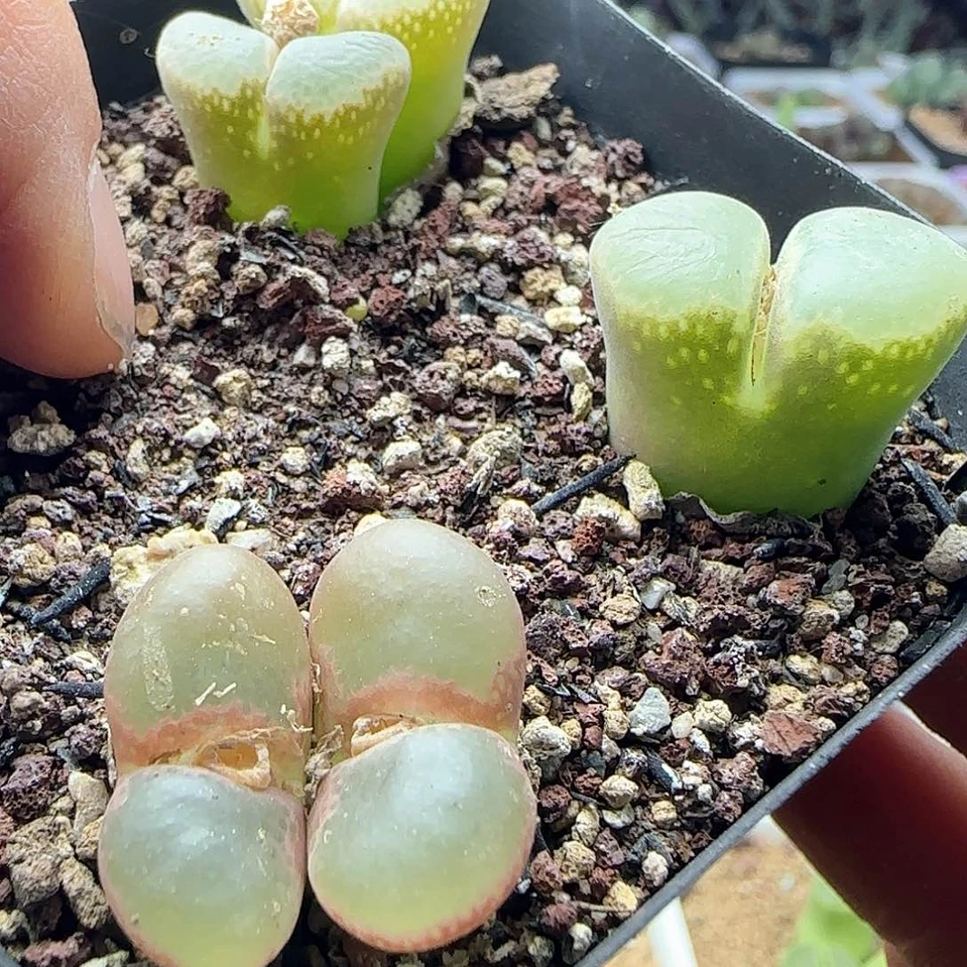 迪**特脱土28包邮26375