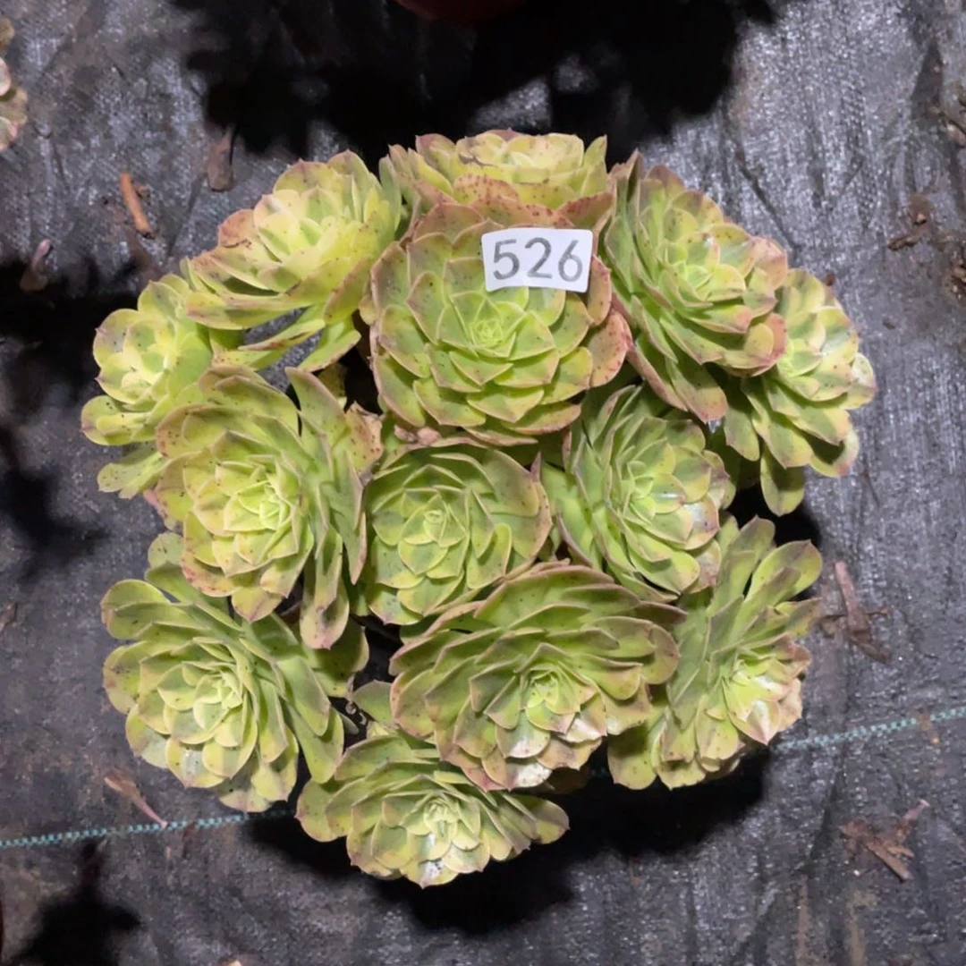 雨荷多肉植物老桩