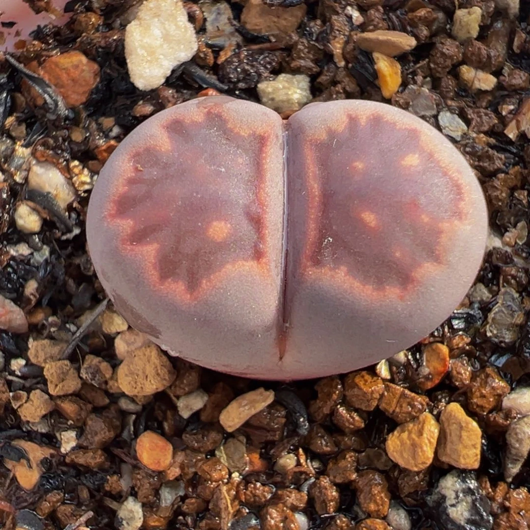 251多肉植物种类多样