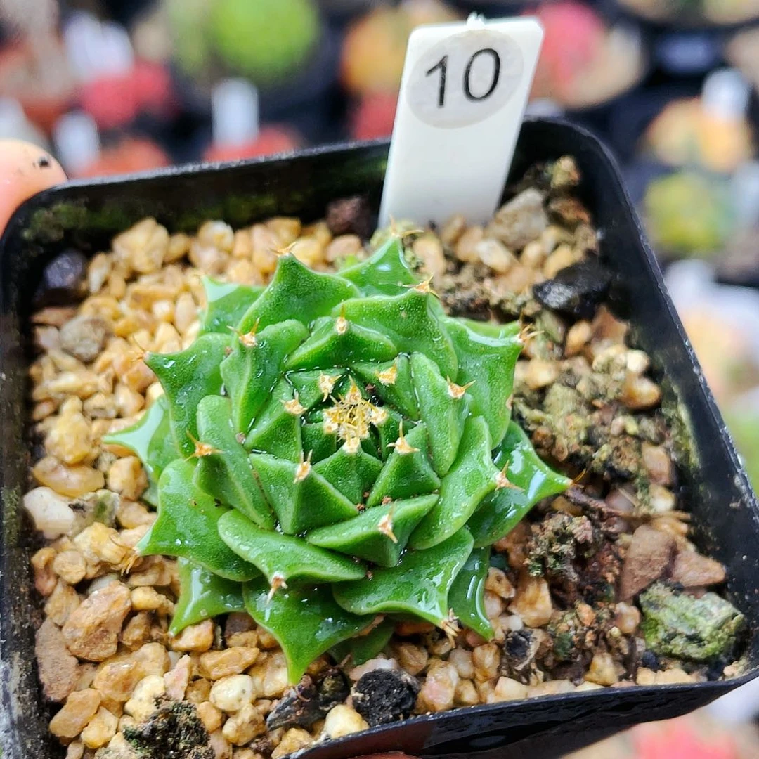 非偏远地区满25包邮仙人球