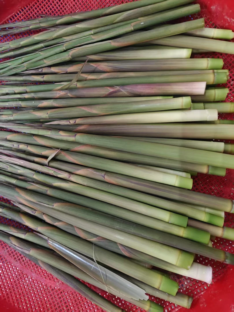 农家爷爷奶奶自挖小春笋