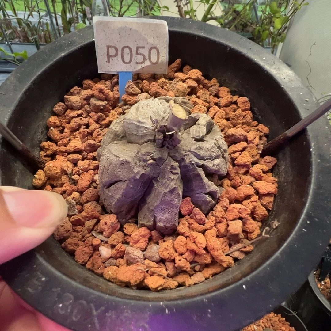 多肉植物专拍 一物一拍 南非龟甲龙050
