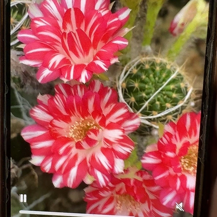 德三丽花侧芽3公分仙人球